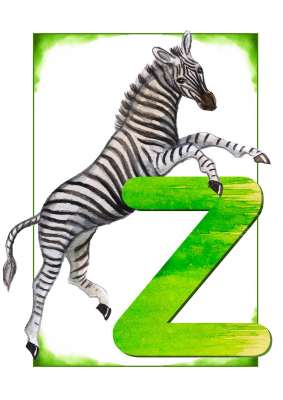 dv zebra